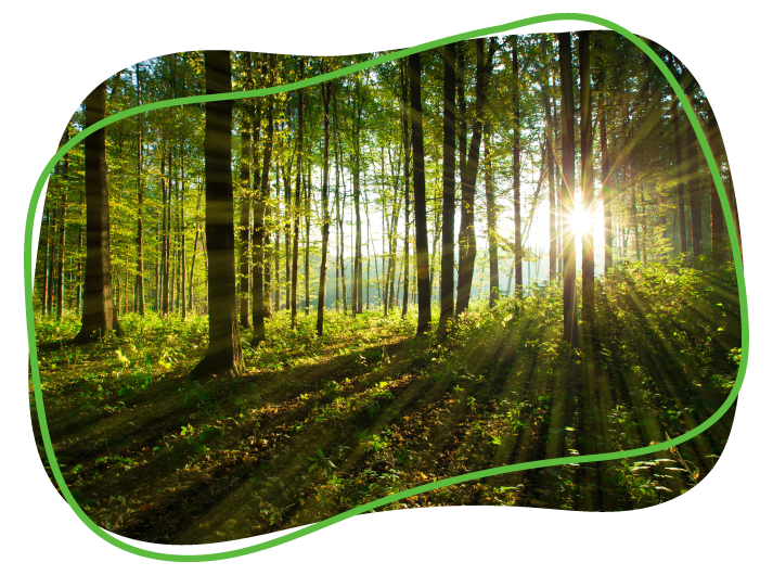 wald