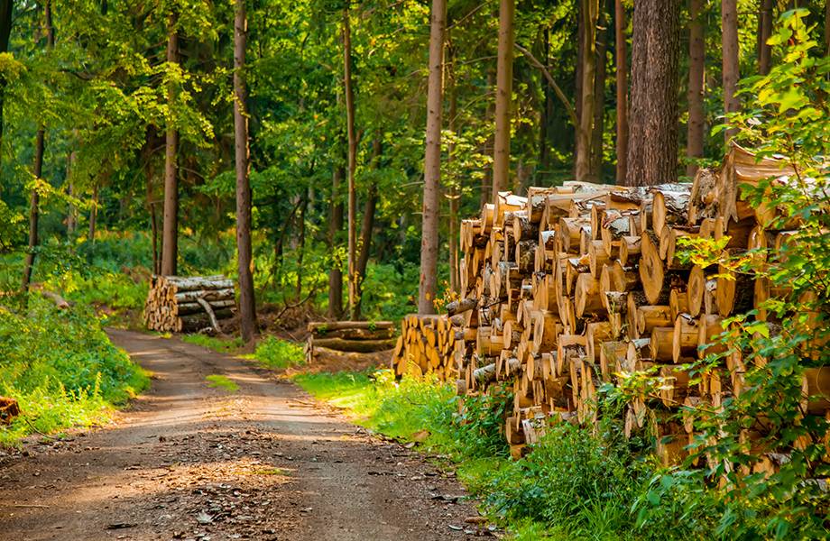 holz